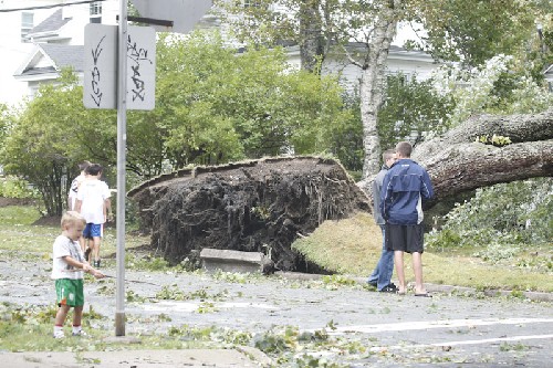 Huge tree blown down into a house during hurricane