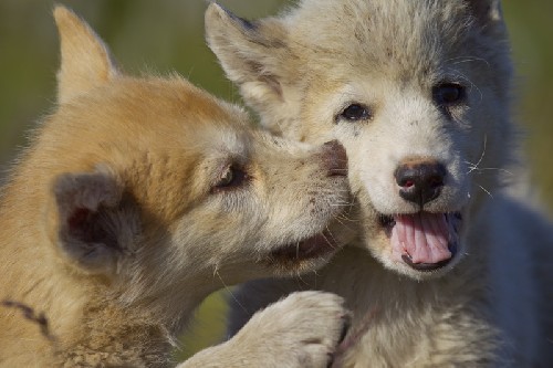 Greenland sled dog pups