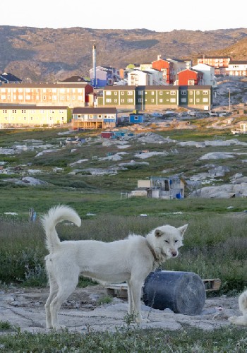 Greenland Sled Dog