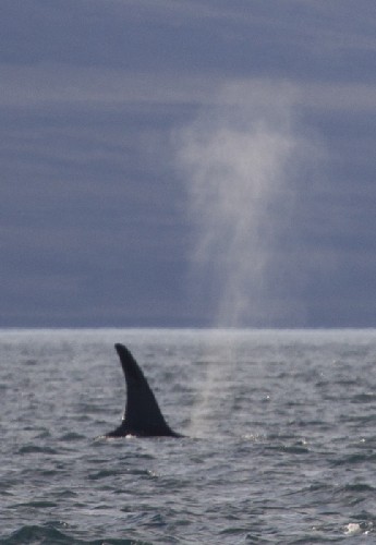 Giant fin of a male Killer Whale / Orca
