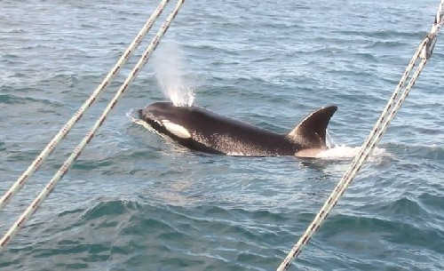 Killer Whale / Orca right next to us
