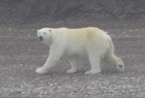 Polar Bear!
