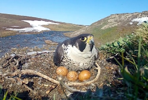 Peregrine Falcon nest from GoPro video camera