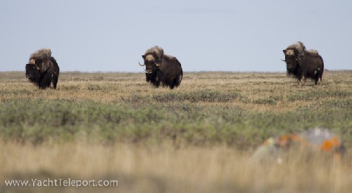 Muskox