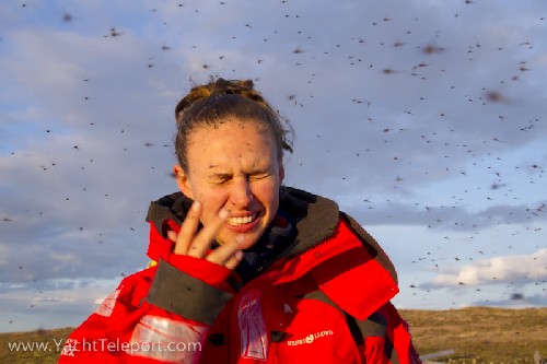 Just a couple of mosquitoes!