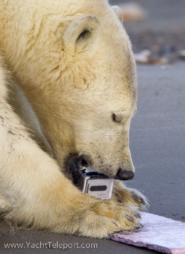 polar bear chewing the gopro