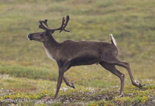 Caribou