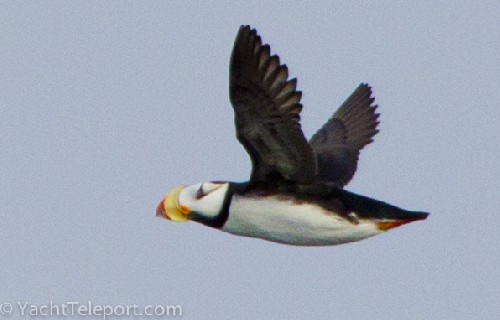 A puffin!!