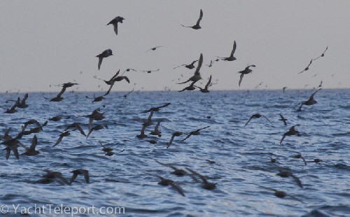 Shearwater birds en mass over bait ball