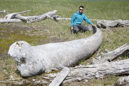 Chris beside a huge Bowhead whale jaw bone