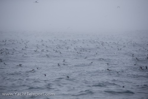 Birds feeding on krill