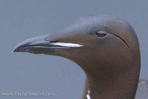 Thick-billed Murre