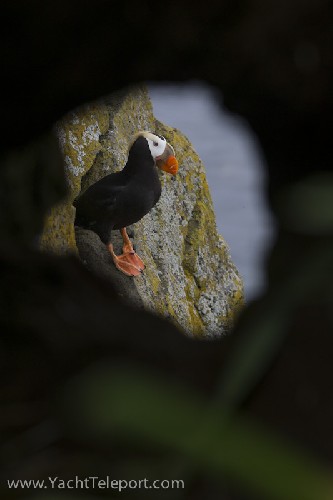 Tufted Puffin through burrow