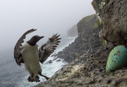 Photo of Common Murre coming back to its egg half way down the cliff