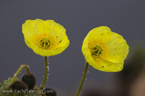 Poppies - everywhere