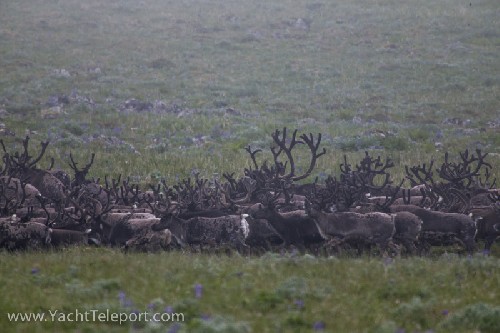 Caribou