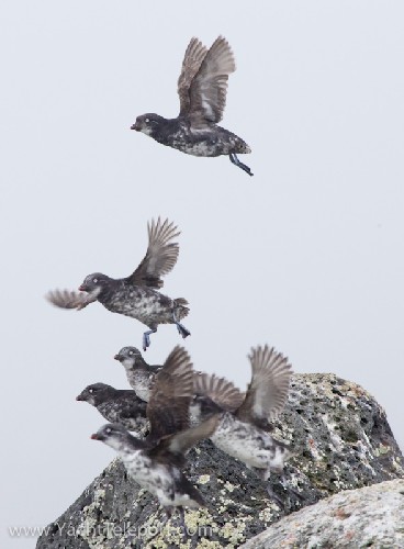Least Auklets taking flight