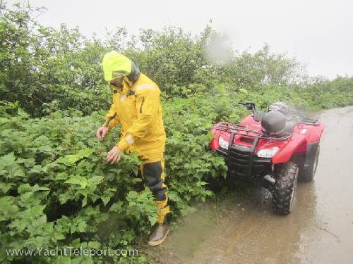 Off berry picking with loaned ATV