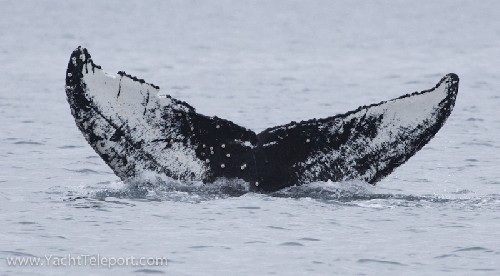 Humpback Whale tale