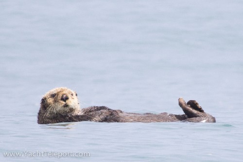 Sea Otter