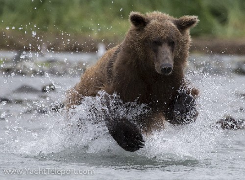 They run so fast!