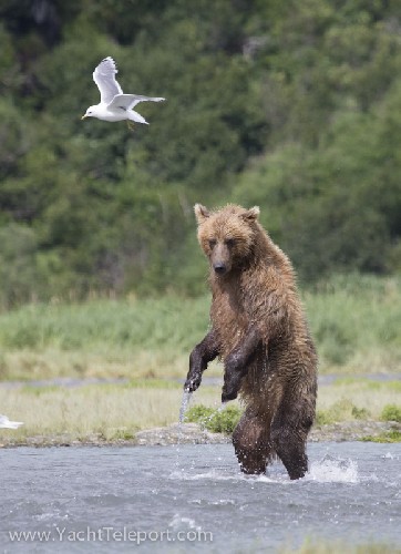 On 2 legs for a better view of the salmon