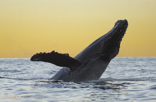 Humpback Whale Breaching at Sunset
