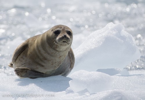 Seal on ice