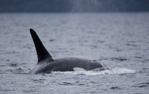 Orca