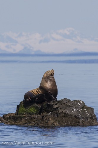 Sea lion striking a pose on The Needle