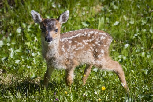 baby deer that came up to us