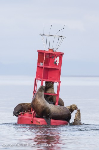 Sea lions on channel marker
