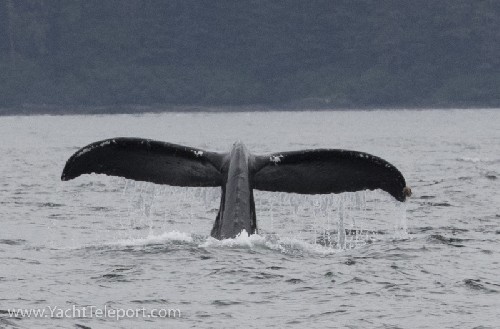 Loads of Humpback Whales