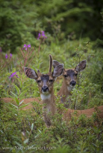 Deer