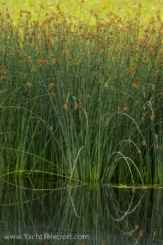Reeds